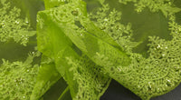 Jewel Lace Green