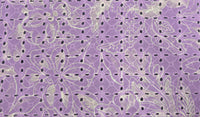 Embroidered Cotton Enchanted Lilac